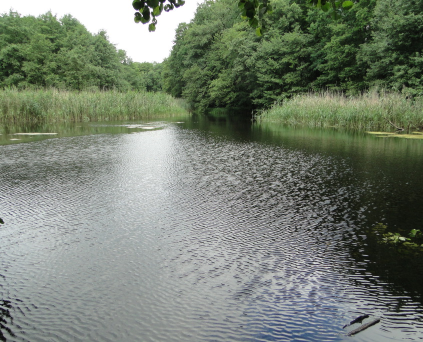 DTeiche-25 Düstere Teiche