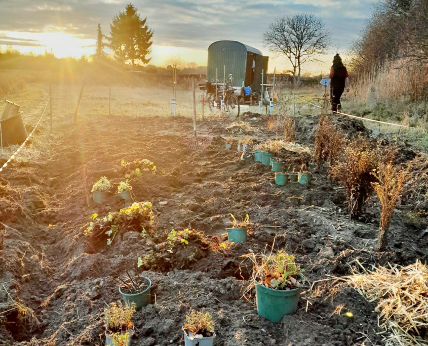 Stadtacker-Stauden Stauden auf dem Stadtacker